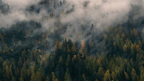 Foggy Forest Wallpapers - Top Free Foggy Forest Backgrounds - WallpaperAccess