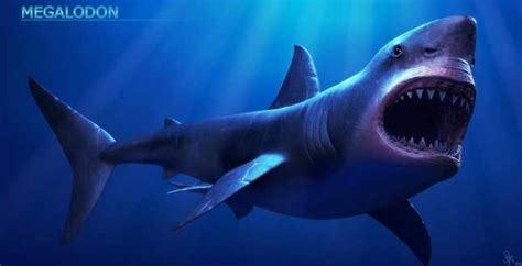 Megalodon shark became extinct 2.6 million years ago, UF Study - Canada Journal - News of the World