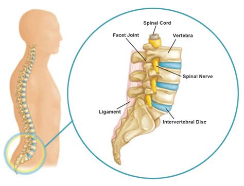 Massage Therapy for Low Back Pain Relief