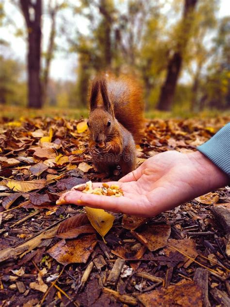 Squirrel. Funny Red Squirrel Eating Nuts from the Palm of Your Hand ...