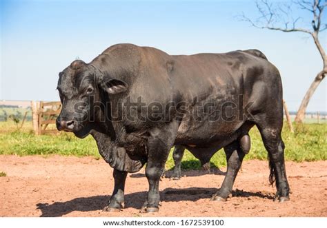 4,110 Brangus Bull Images, Stock Photos & Vectors | Shutterstock