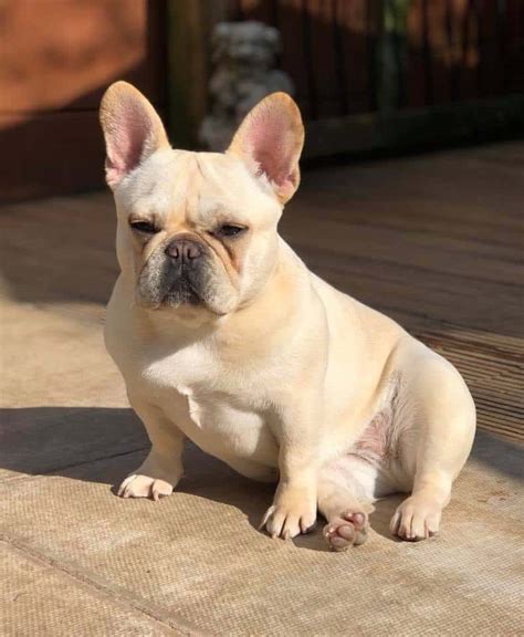 Amazing French Bulldog Colors Cream in the world The ultimate guide | bulldogz