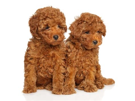 Toy Poodle Colors: Rarest to Most Common - A-Z Animals