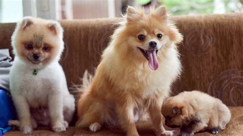 Details Of The Best Food For Pomeranian Dogs, 46% OFF