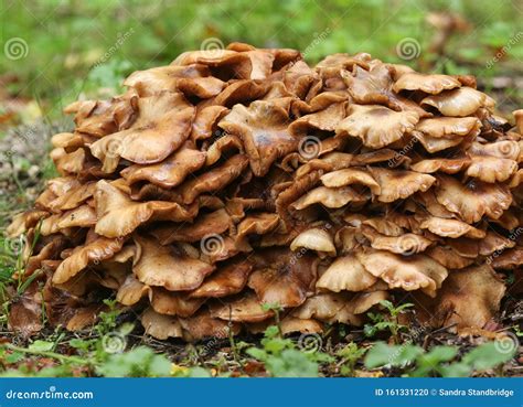 Fungus On Decaying Wood. Bracket Fungus On Tree Bark. Lamellar Fungus ...