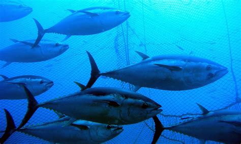 Scientists Are Taming Endangered Atlantic Bluefin Tuna for Our Sushi - VICE