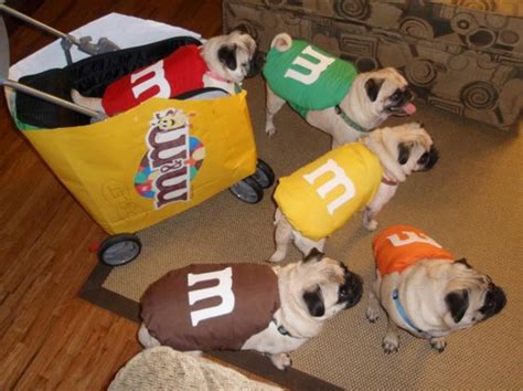 14 Adorable Dogs Dressed Up In Hilarious Halloween Costumes - First For ...