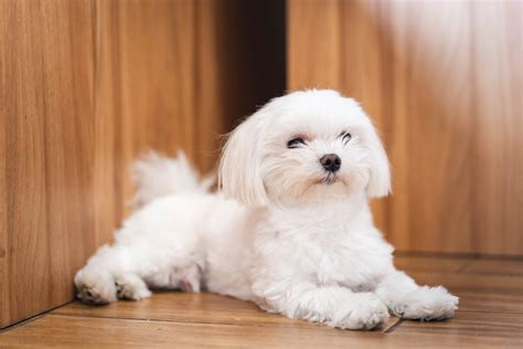 Black Maltese Puppies Teacup