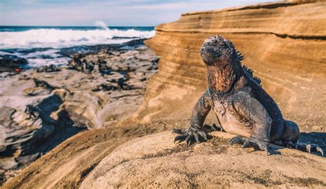 Top 8 things to See in The Galápagos Islands | Civitatis