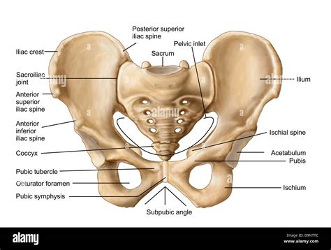 Pubic Bone Stock Photos & Pubic Bone Stock Images - Alamy