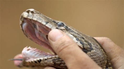 Python Attack Photos - Dangerous Encounters - National Geographic ...