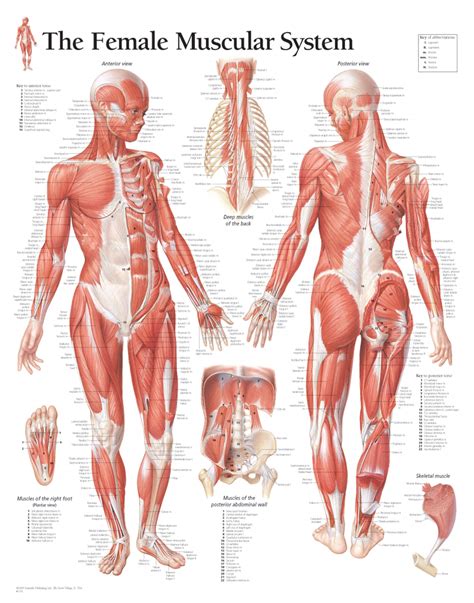 Muscle Woman Diagram