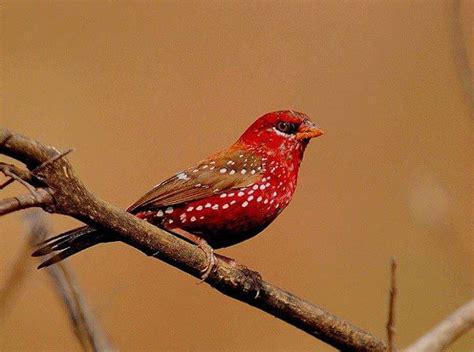 Beautiful Strawberry Finch : r/pics