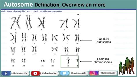 Autosome Defination and Overview - Lab Tests Guide