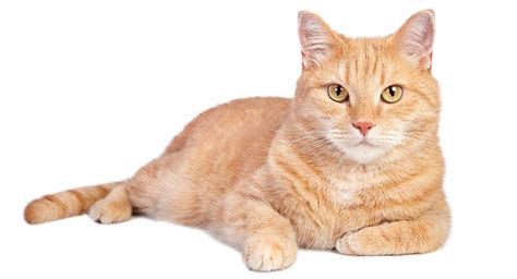 Fat orange tabby cat - alfaQas