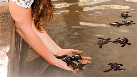 Turtle Hatchery | Deyo Tours