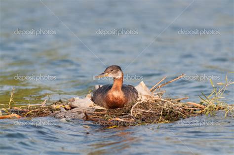 Nesting Red-necked Grebe (Podiceps grisegena). — Stock Photo © brianguest #12449516