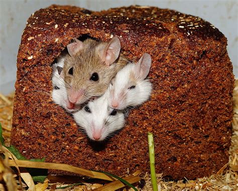 Royalty-Free photo: Four mice in cake | PickPik