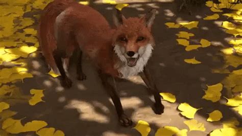 Cute Fox GIFs - Get the best GIF on GIPHY