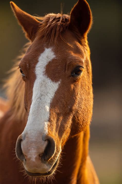 The 12 Best Horse Photography Tips and Tricks | Contrastly