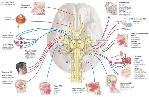 Cranial Nerves: Anatomy, Function, and Treatment