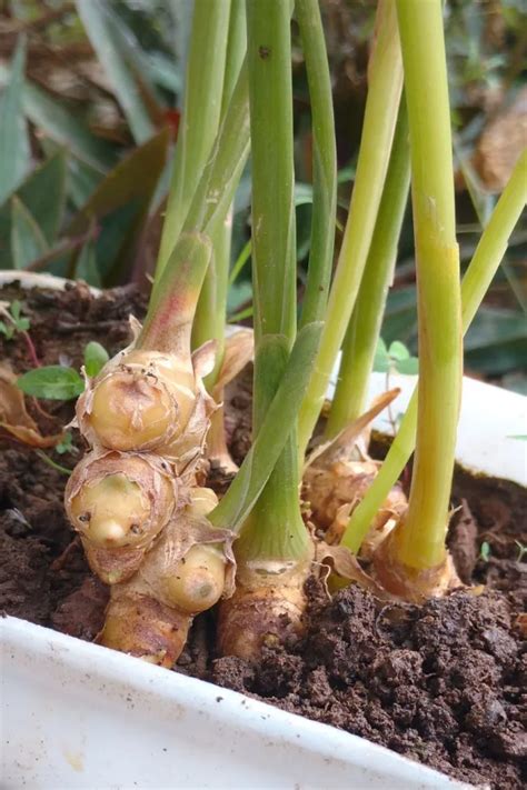 How To Grow Ginger Indoors - The Perfect Houseplant For Flavor!