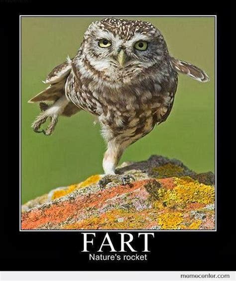 16 Funny Owl Memes - For Fum And Interesting Articles | Feafum