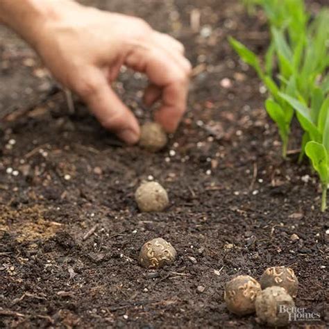 How to Make Seed Balls So Plants Grow Exactly Where You Intend | Seed balls, Garden seeds, Seed pots