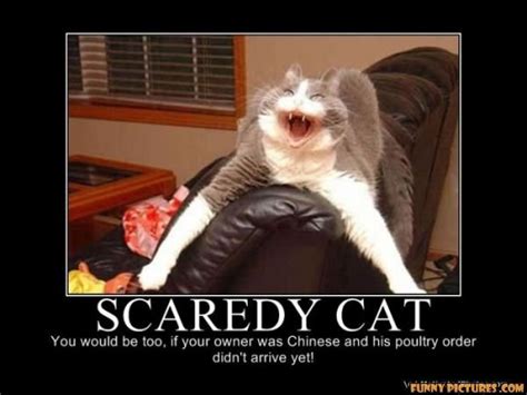 Scared Cat.