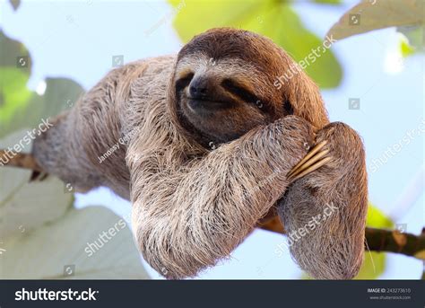 Happy Sloth Hanging On Tree Stock Photo 243273610 | Shutterstock