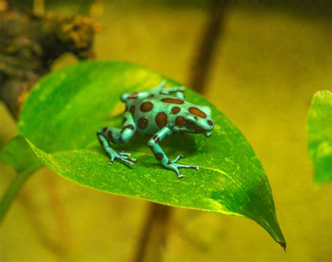 Green and Black Poison Dart Frog - ZooChat