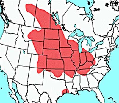 Distribution of the Prairie Vole | Vole Bait Stations - Get Rid of ...