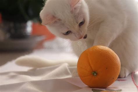 Cat and game stock photo. Image of lighting, orange - 123811012