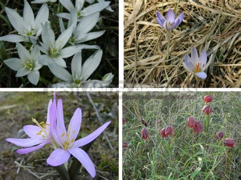 Plants of the Steppe: Grains, Flowers, Shrubs - Best Landscape Ideas