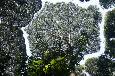 Crown Shyness Phenomenon Materializes as Cracks in Tree Canopy