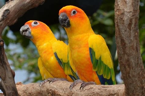 Endangered Parrot Species