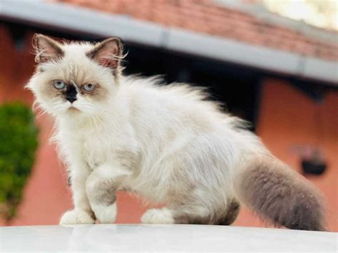 Find Purebred Himalayan Cats and Kittens for sale | Mr n Mrs Pet