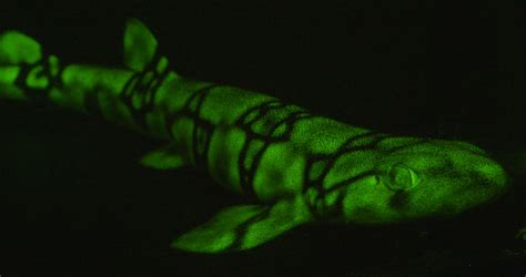 Scientists Discover 180 Species of Glowing Fish | WIRED