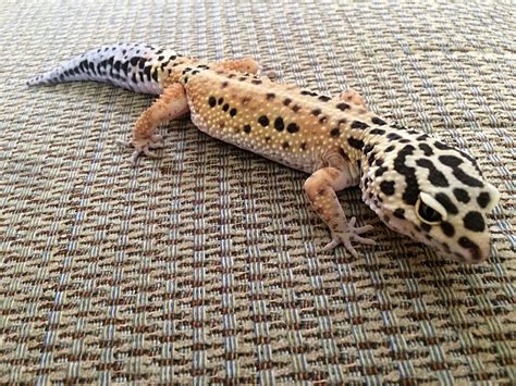 150+ Cute and Funny Names for Your Pet Lizard - PetHelpful