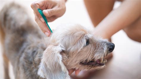 Tick Treatments for Dogs: What Kills Ticks Quickly - GoodRx