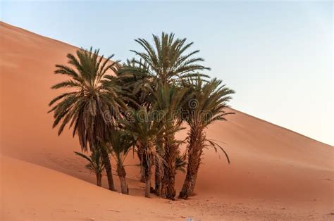 Date palm trees in the desert. Date palm trees in the Sahara desert. Morocco, Af , #affiliate, # ...