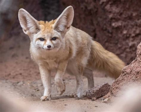 Learn About Fennec Foxes | Phoenix Zoo