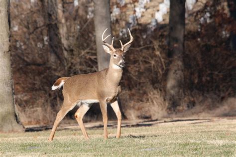 Interesting Facts About White-tail Deer - Covenant Wildlife