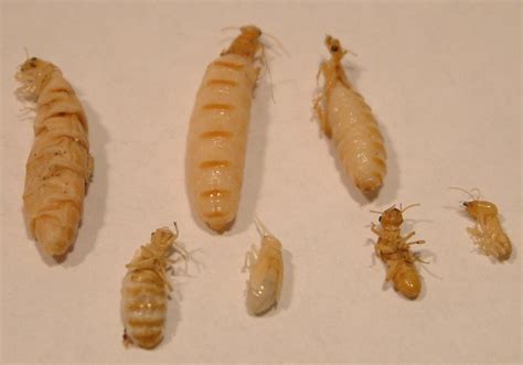 termite life cycle diagram - Elvia Thurman