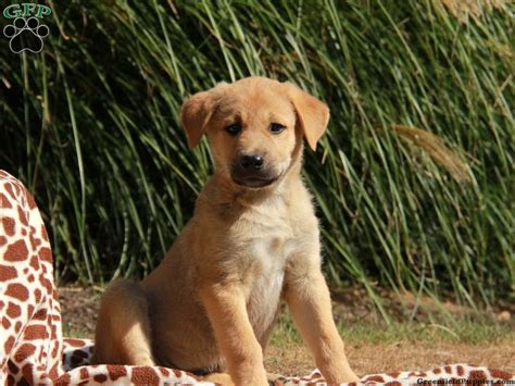 Anatolian Shepherd Mix Puppies For Sale | Greenfield Puppies