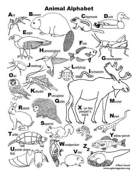 Animal Alphabet Coloring Page - High Resolution Download