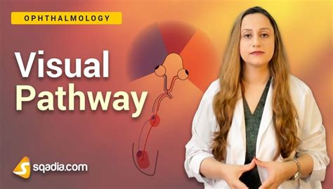 Visual Pathway - Introduction