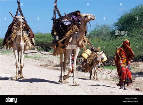 Nomadic Somali tribes using camels to carry their entire houses in ...