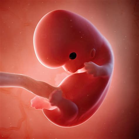 8 Weeks Baby Development In Womb Explained – owjwo.com