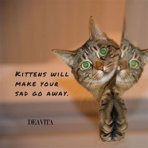 Quotes On Cats Funny at Best Quotes